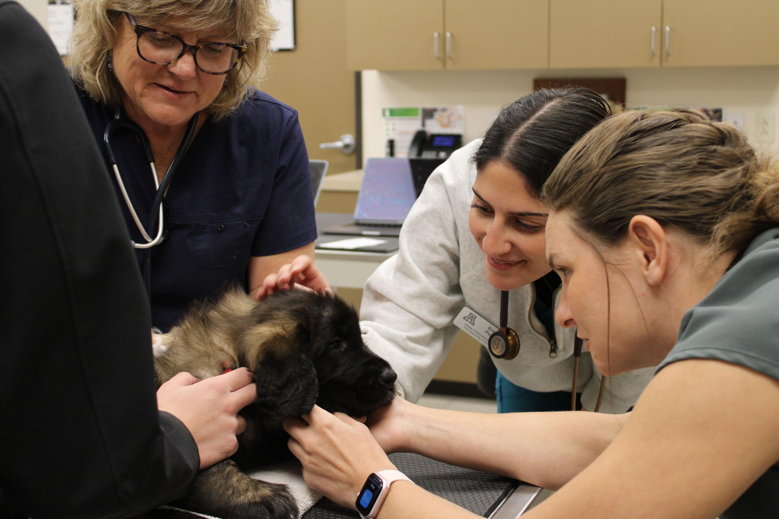 Veterinary Student Rotation 2