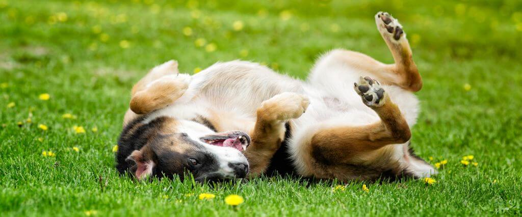 Is My Dog Allergic to Grass? 