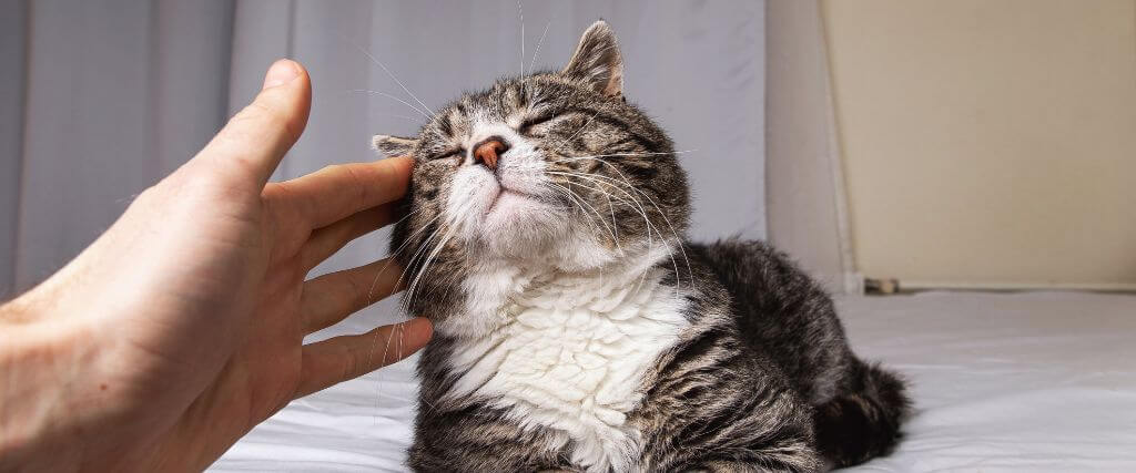 Senior cat showing physical signs of aging being pet by owner