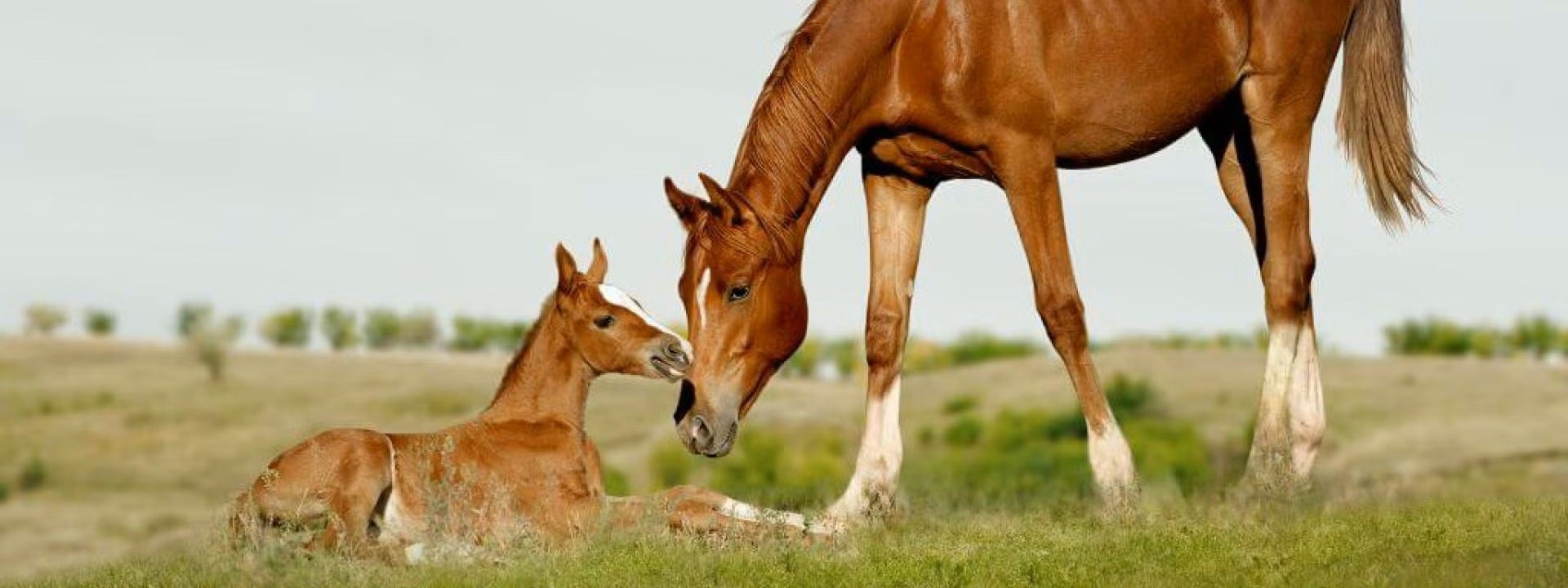 Artificial Insemination in Horses: Your Vet’s Role in a Successful Breeding 