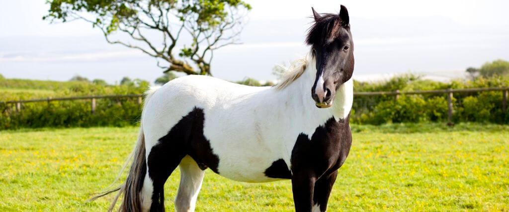 The American Paint Horse
