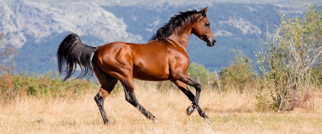The Arabian
