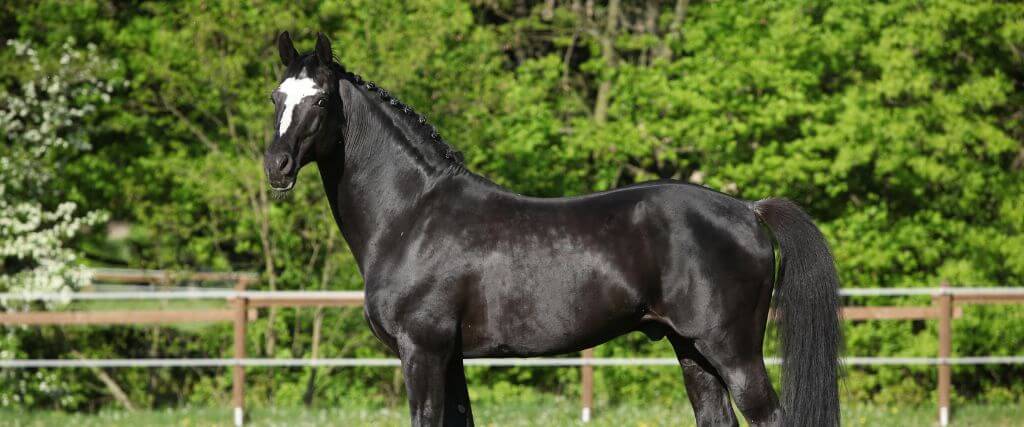 The Dutch Warmblood
