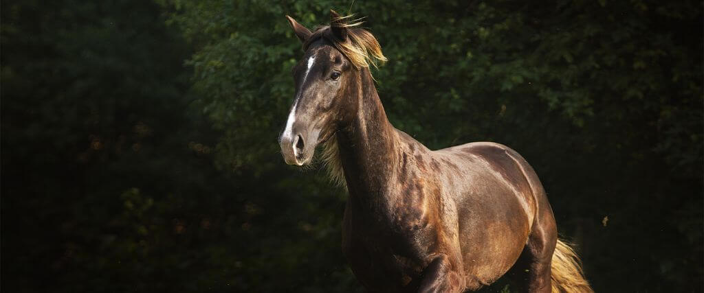 The Kentucky Mountain Saddle Horse
