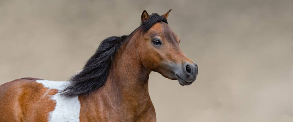 The Miniature Horse