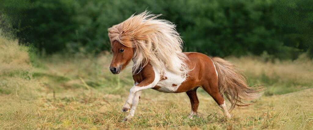 The Shetland Pony