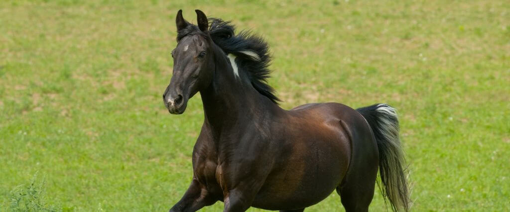 The Tennessee Walking Horse