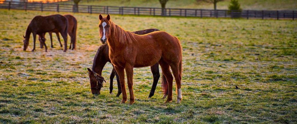 The Thoroughbred Horse