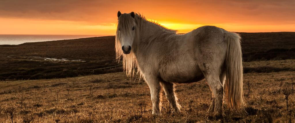 The Welsh Pony