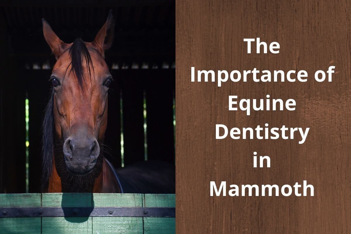 large_The-Importance-of-Equine-Dentistry-in-Mammoth