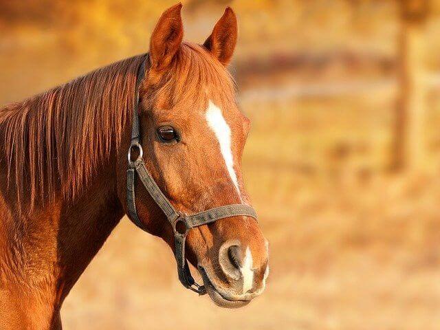 large_horse