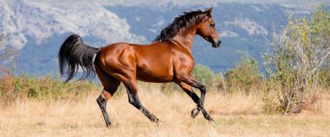 Arabian Horse Arabian Horse