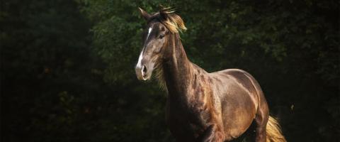 Kentucky Mountain Saddle Horse Breed Kentucky Mountain Saddle Horse Breed