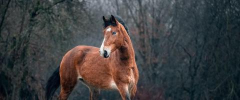 Mustang Horse Breed, GeniusVets Mustang Horse Breed, GeniusVets