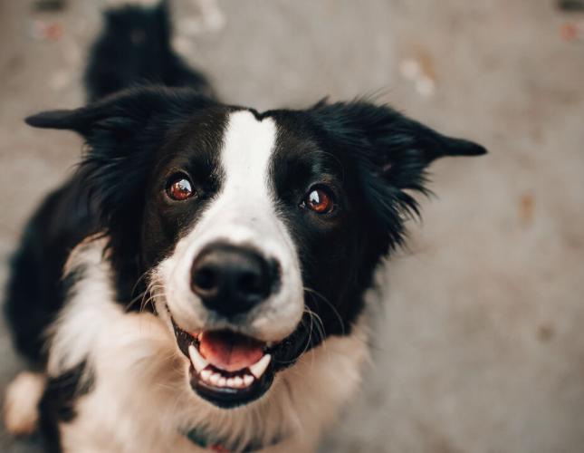 Don't Neglect Your Pet's Smile! Important Dental Care for Dogs & Cats