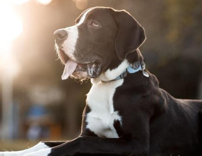 How Laparoscopic Gastropexy Prevents Bloat: What Every Dog Owner Should Know