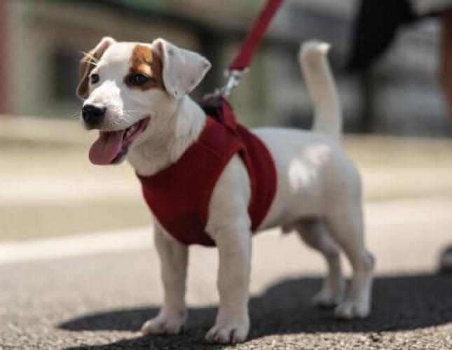 Avoiding Burnt Dog Paws: How to Care for Your Pup’s Paws in the Summer Heat