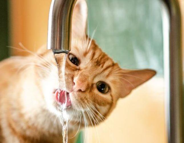 Is My Cat Dehydrated? Spotting Dehydration in Cats and Promoting Healthy Drinking Habits