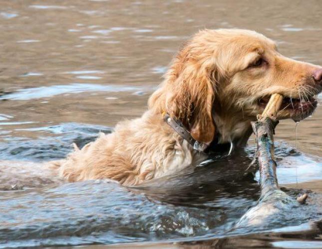 Leptospirosis in Dogs: Everything You Need to Know