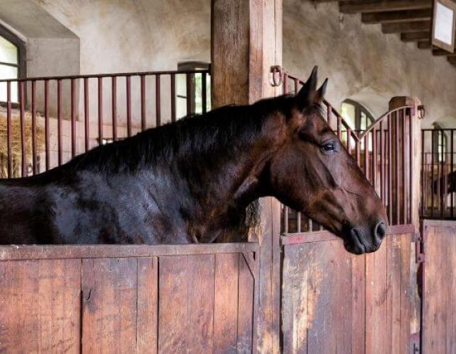The Importance of Pre-Purchase Exams for Future Horse Owners