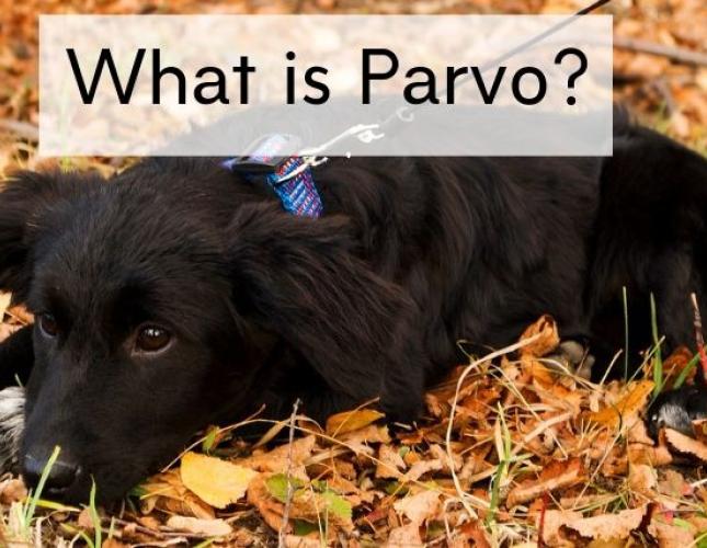 What is Parvovirus (Parvo)?