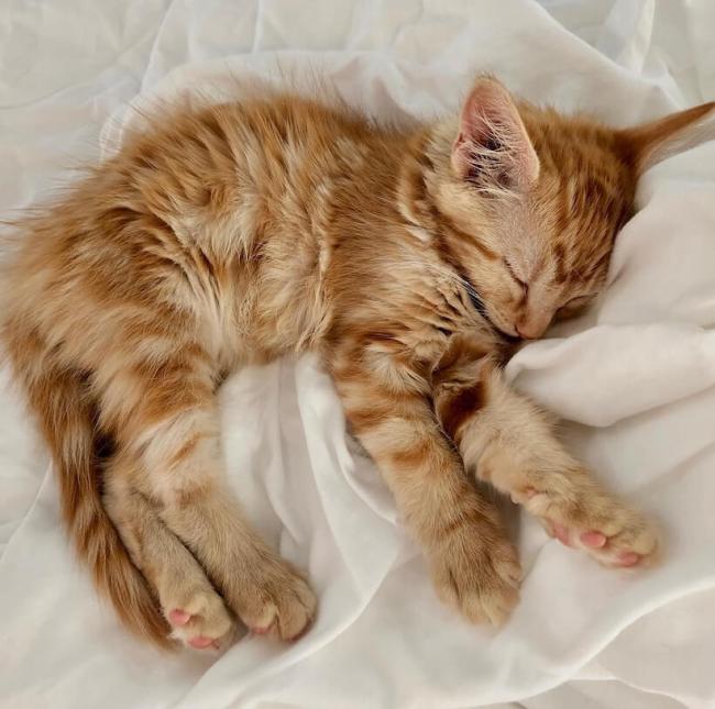 kitten