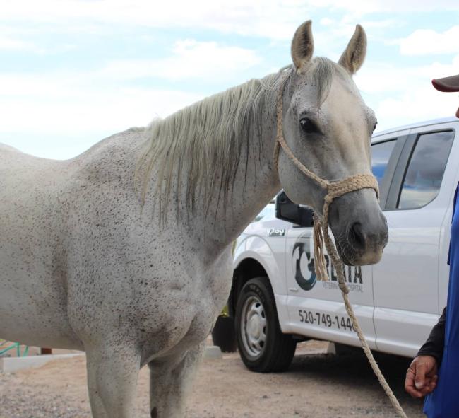 equine
