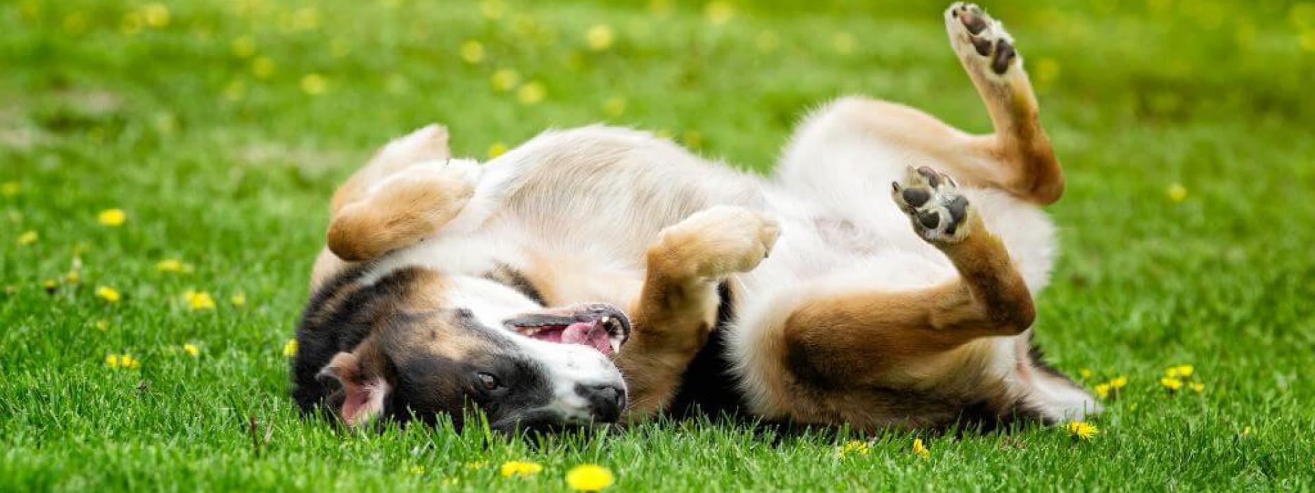 Dog rolling around in the grass, dogs can be allergic to grass