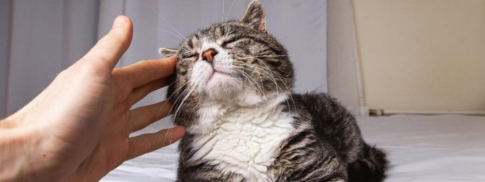 Senior cat showing physical signs of aging being pet by owner