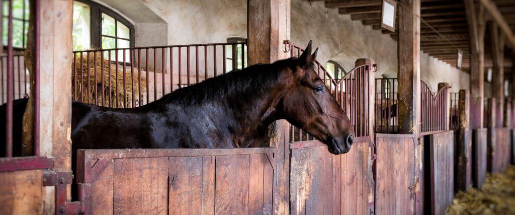 The Importance of Pre-Purchase Exams for Future Horse Owners